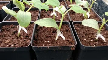 تصویر 4 از نشا گوجه فرنگی گوشتی مناسب بازار پسند